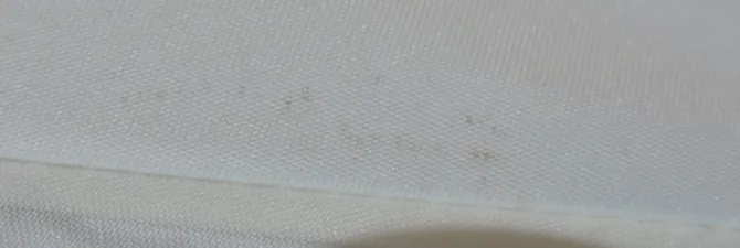 Ivory Compact Umbrella